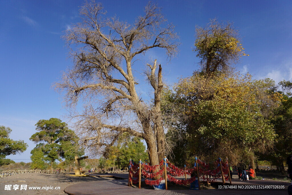沙漠中枯树与绿树景观