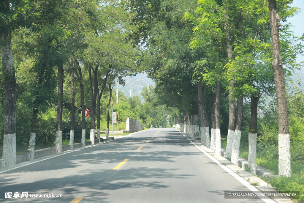 林荫大道 静谧清新之路