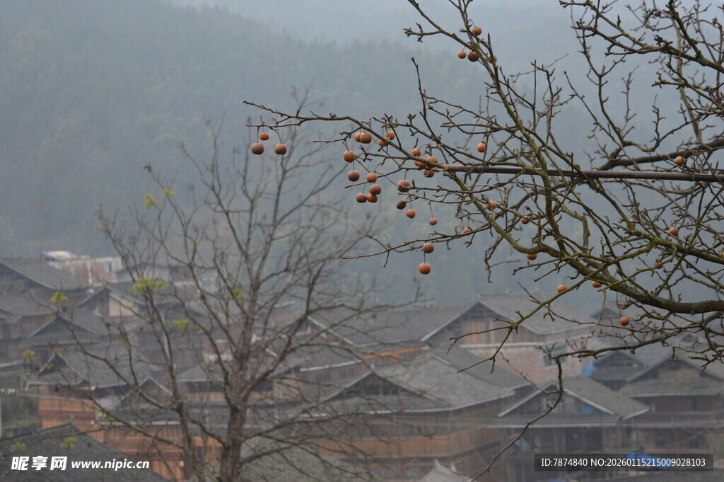 雾中村落 枝头残果景象