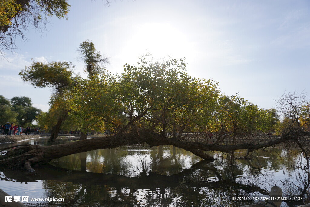 河畔垂柳倒映于平静水面