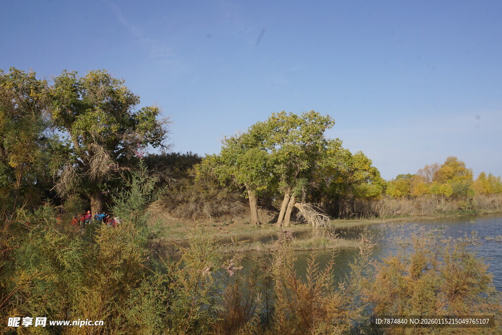 秋日湖畔树林美景