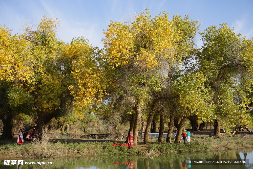 秋日湖畔金黄树林美景