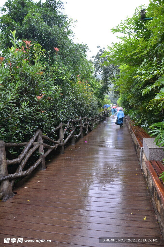 雨中漫步的湿润林荫小道