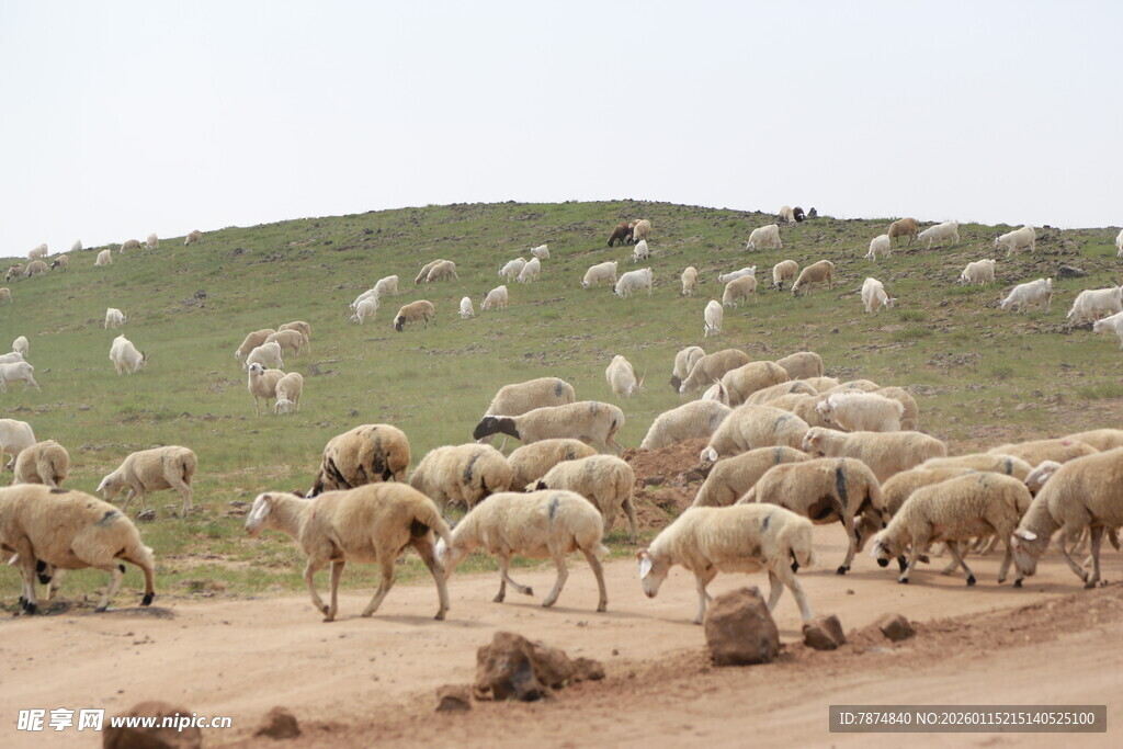 草原羊群漫步