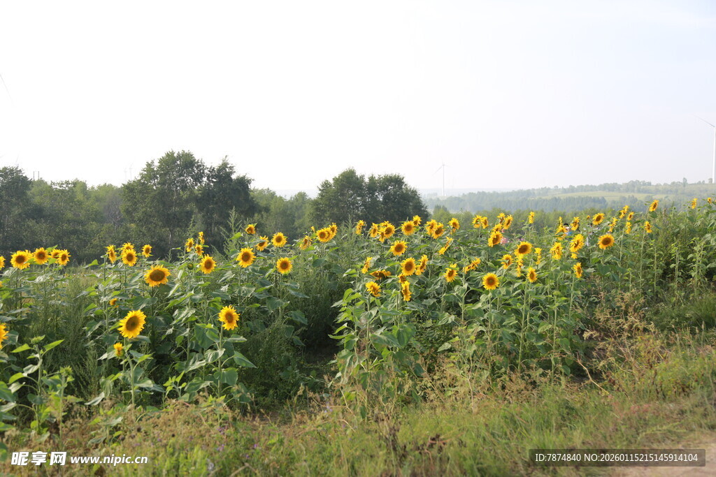 田野中的向日葵花海