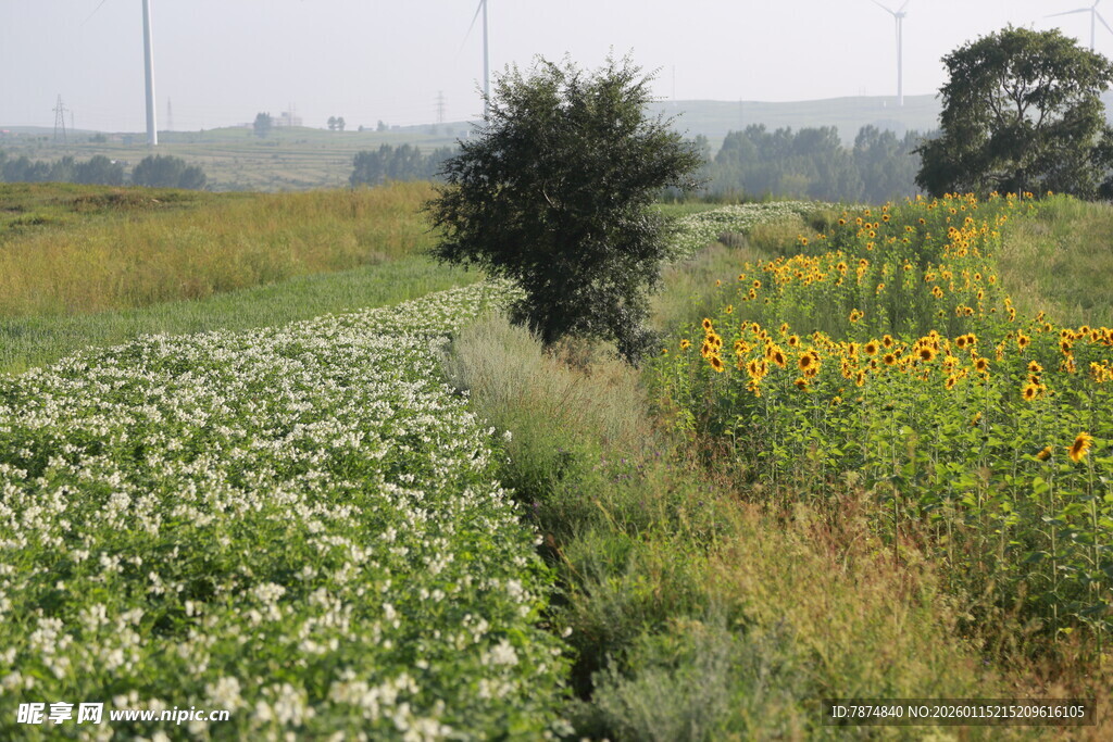 田野间多彩作物与孤树