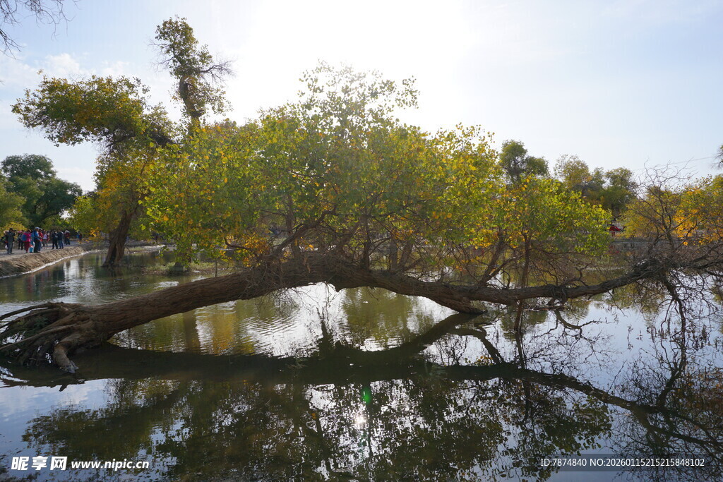 水中倾斜树木的自然景致