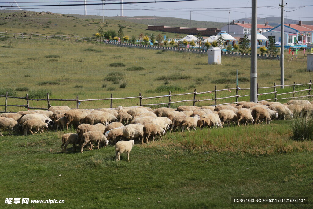 草原上的羊群