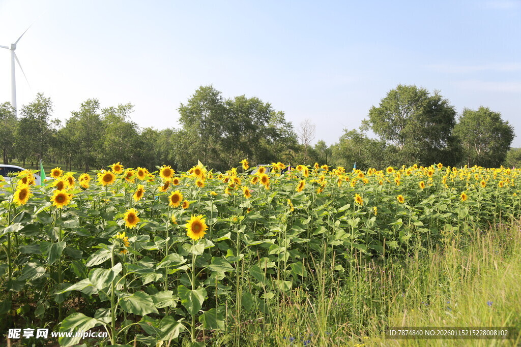 向日葵田风景