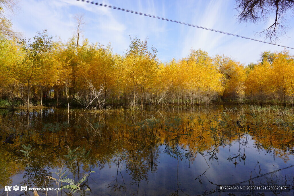 秋日湖畔金黄树林倒影