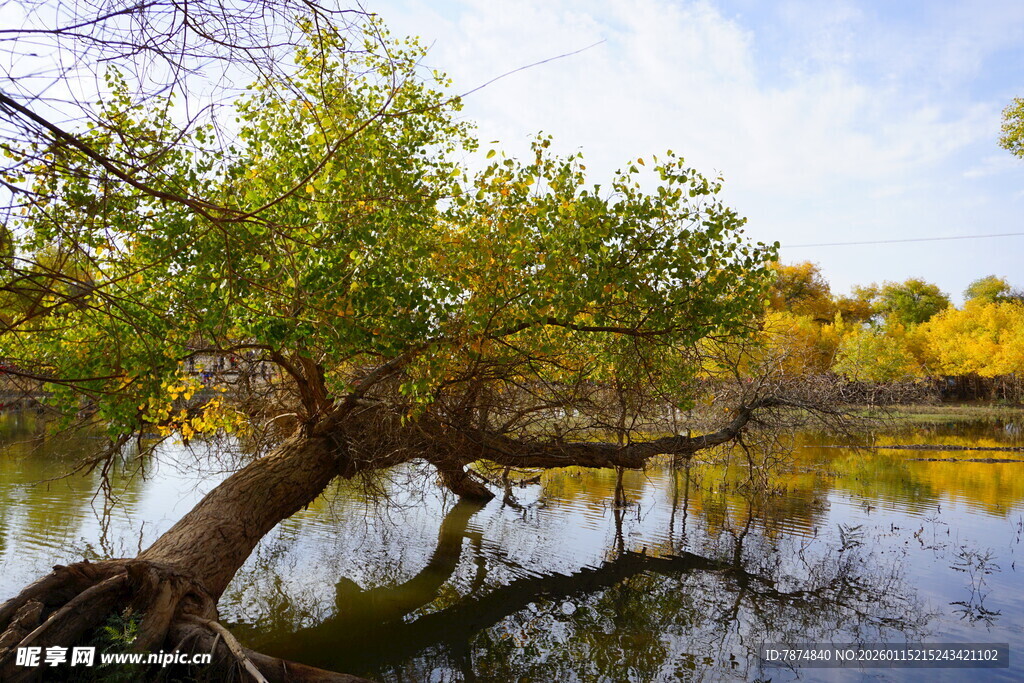 河畔歪树映碧水秋景