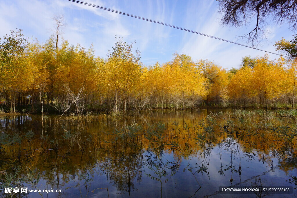 秋日湖畔金黄树林倒影