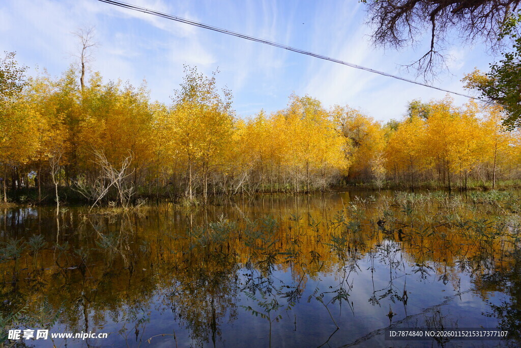 秋日湖畔金黄树林倒影