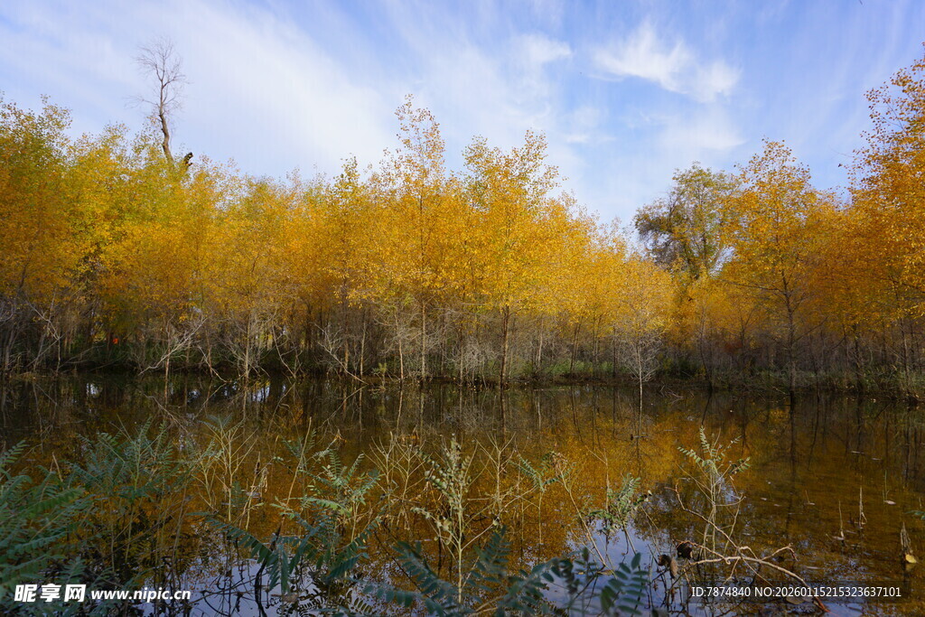 秋日湖畔金黄树林美景