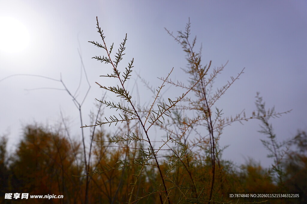 阳光下的植物枝桠