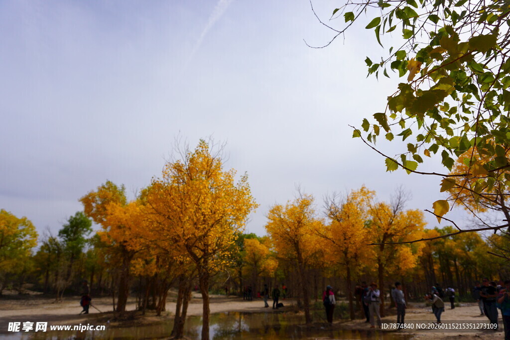 秋日金黄树林美景