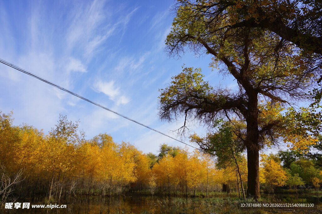 秋日金黄树林与蓝天景象