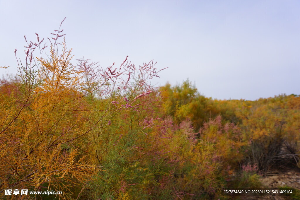 秋日野外多彩植物景观