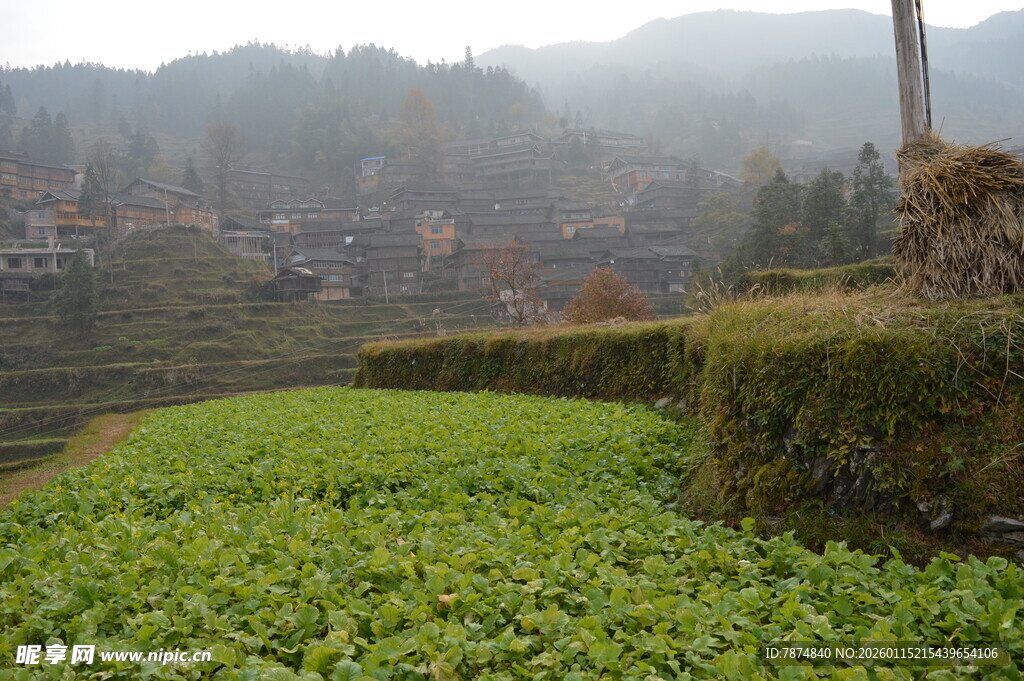 山间茶园村落 雾中美景