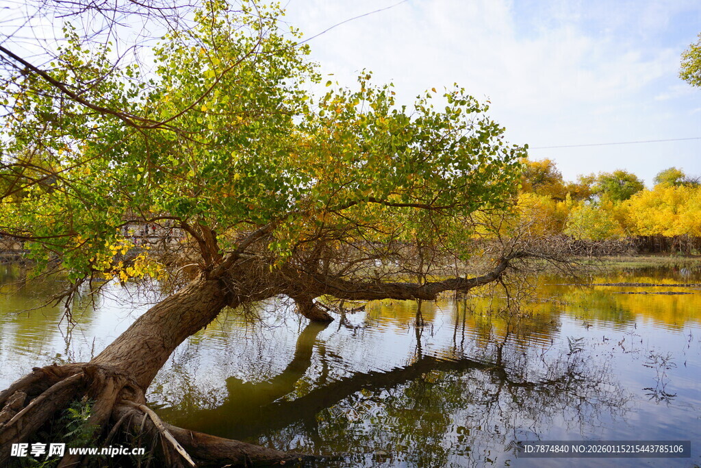 湖畔歪树的秋日宁静景致