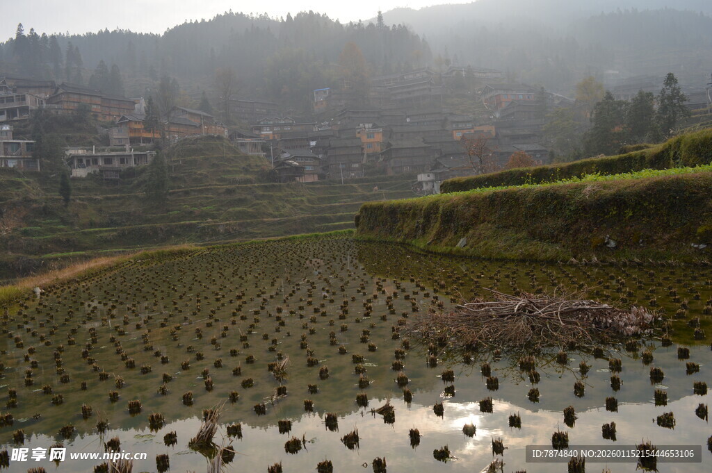 晨光下的宁静梯田景观