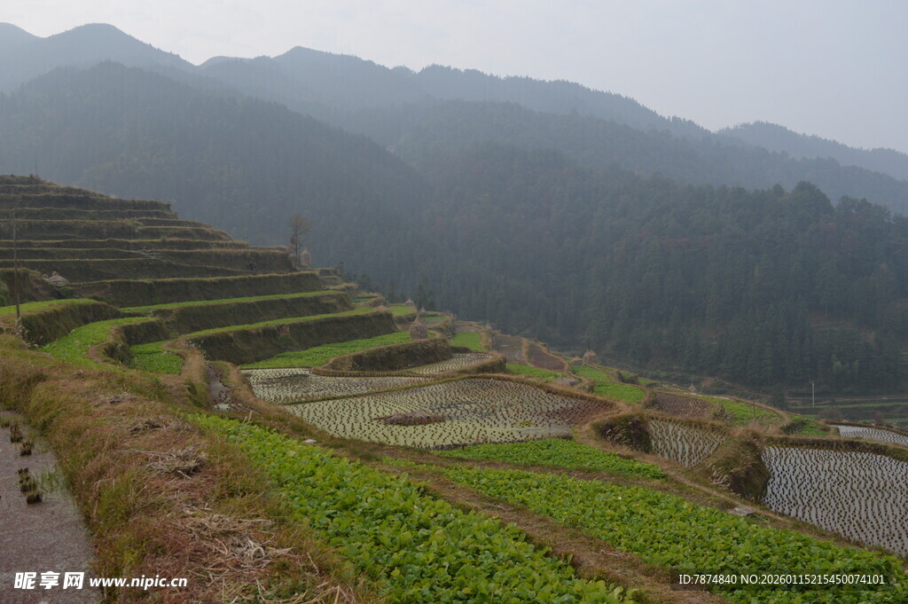 山间梯田美景