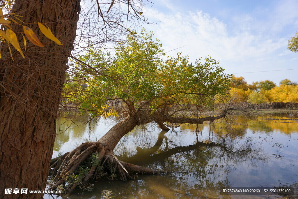 秋日河畔枯树美景