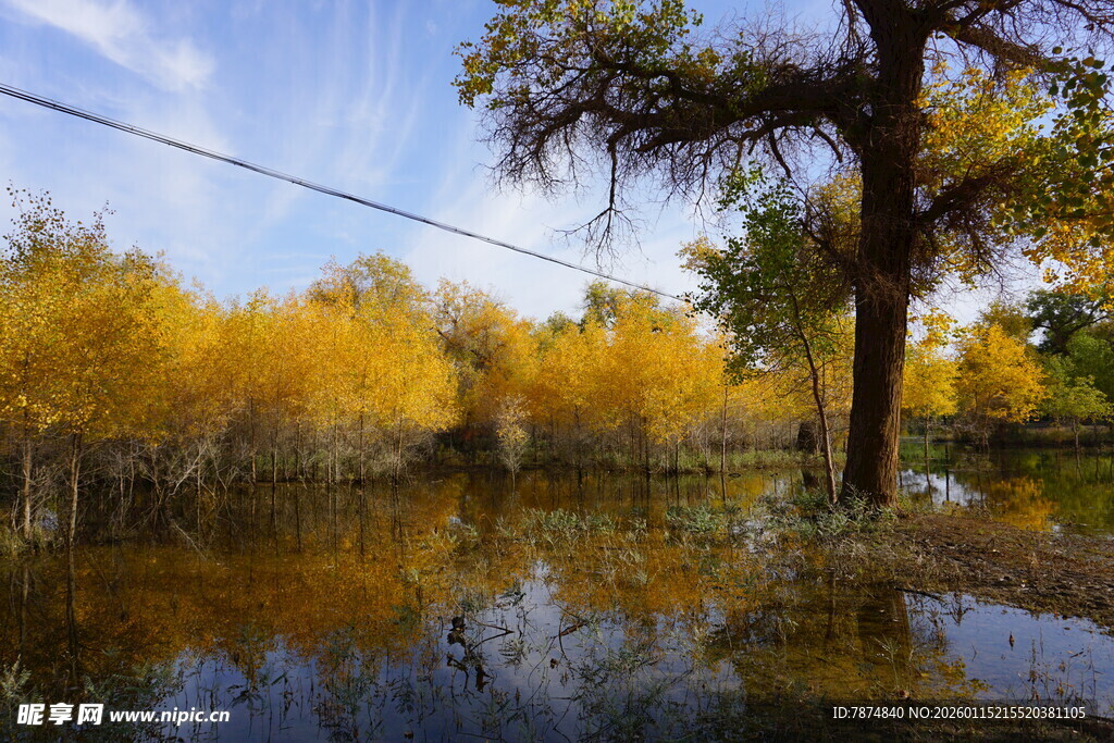 秋日水畔金黄树林美景