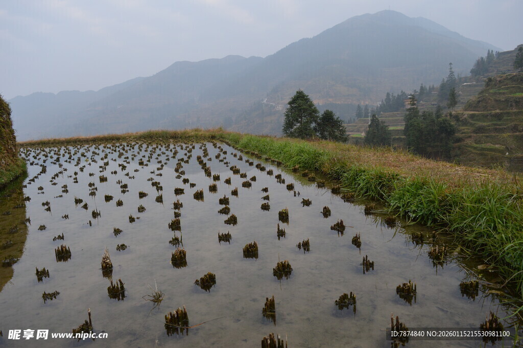 雾中水田秧苗初种景象