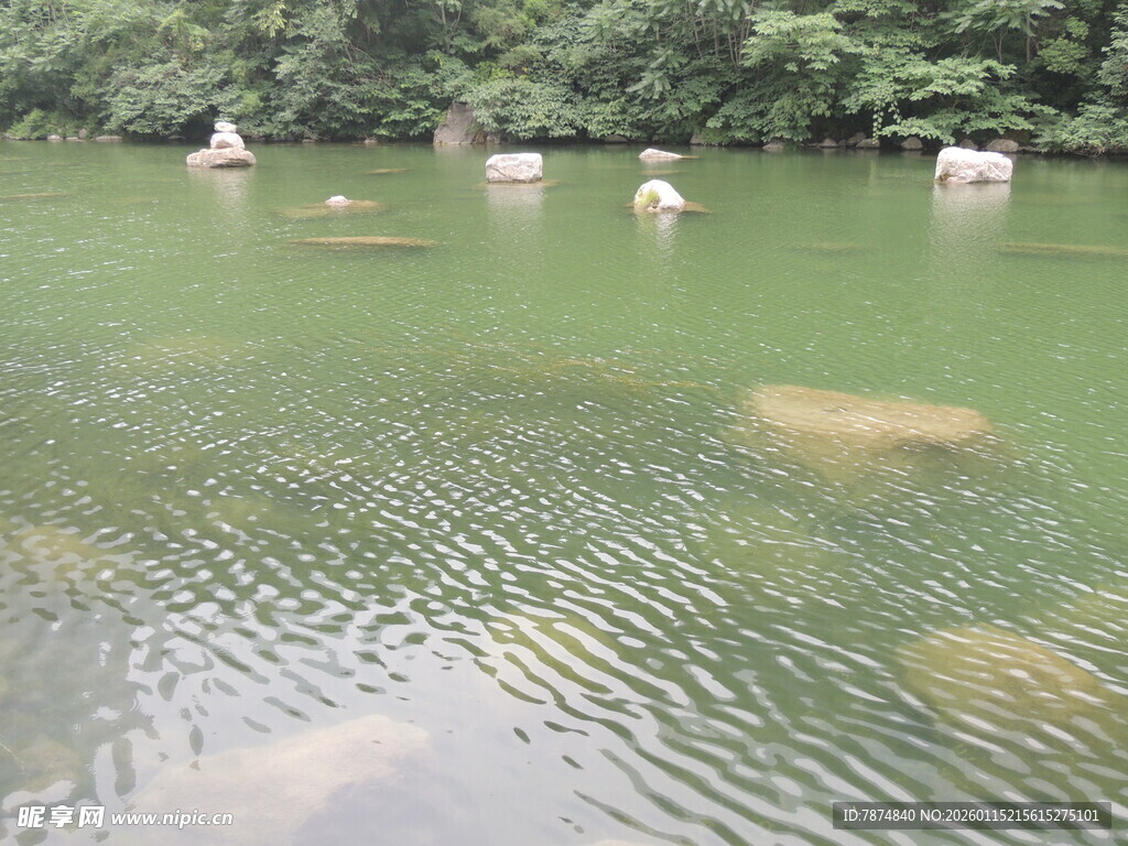 水中牛群悠游于绿意湖畔