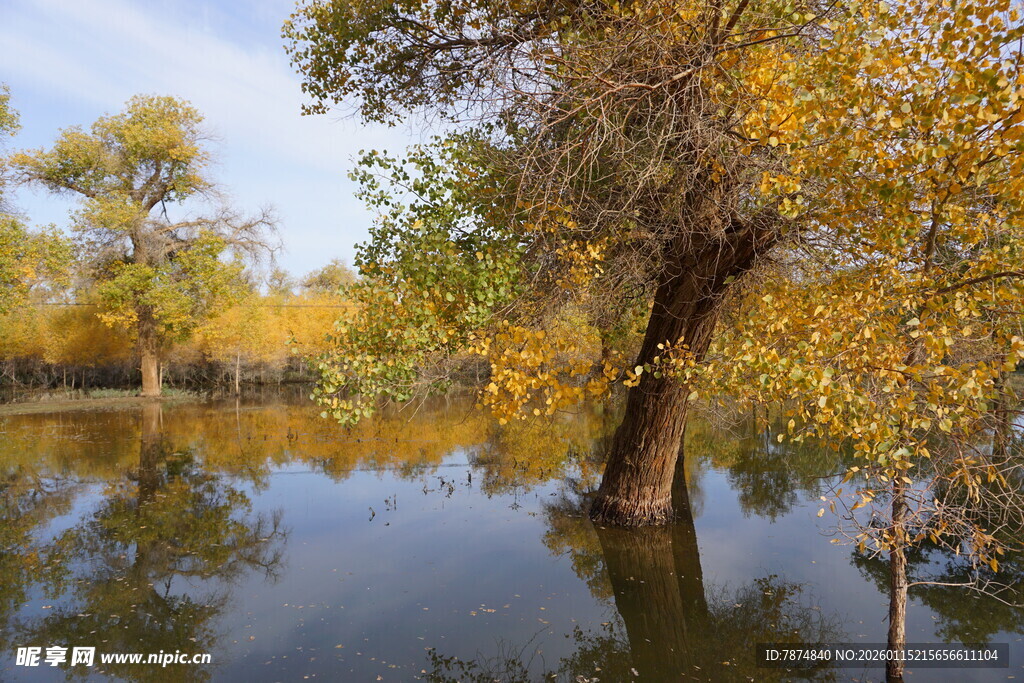 秋日湖畔金黄树木倒影