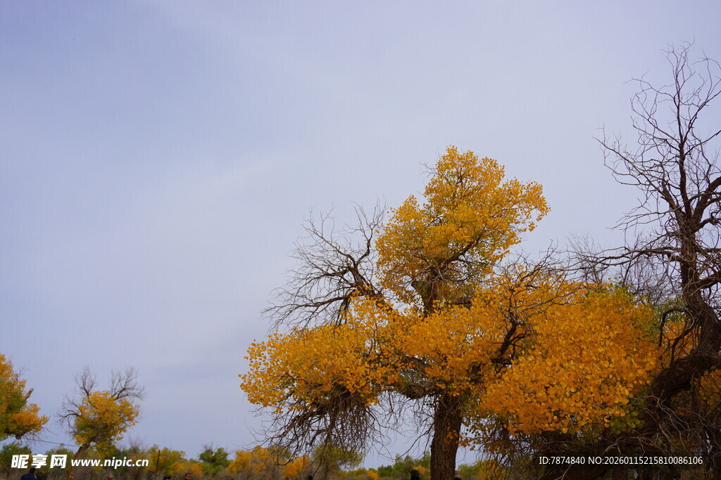 秋日胡杨 尽显金黄之美
