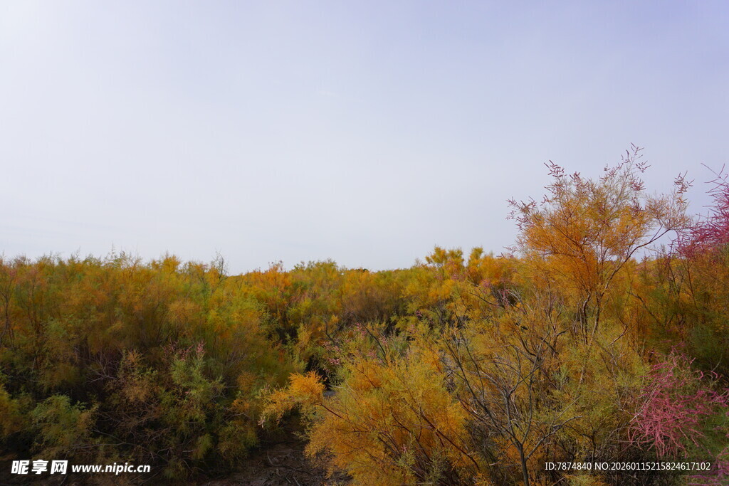 秋日多彩植被景观