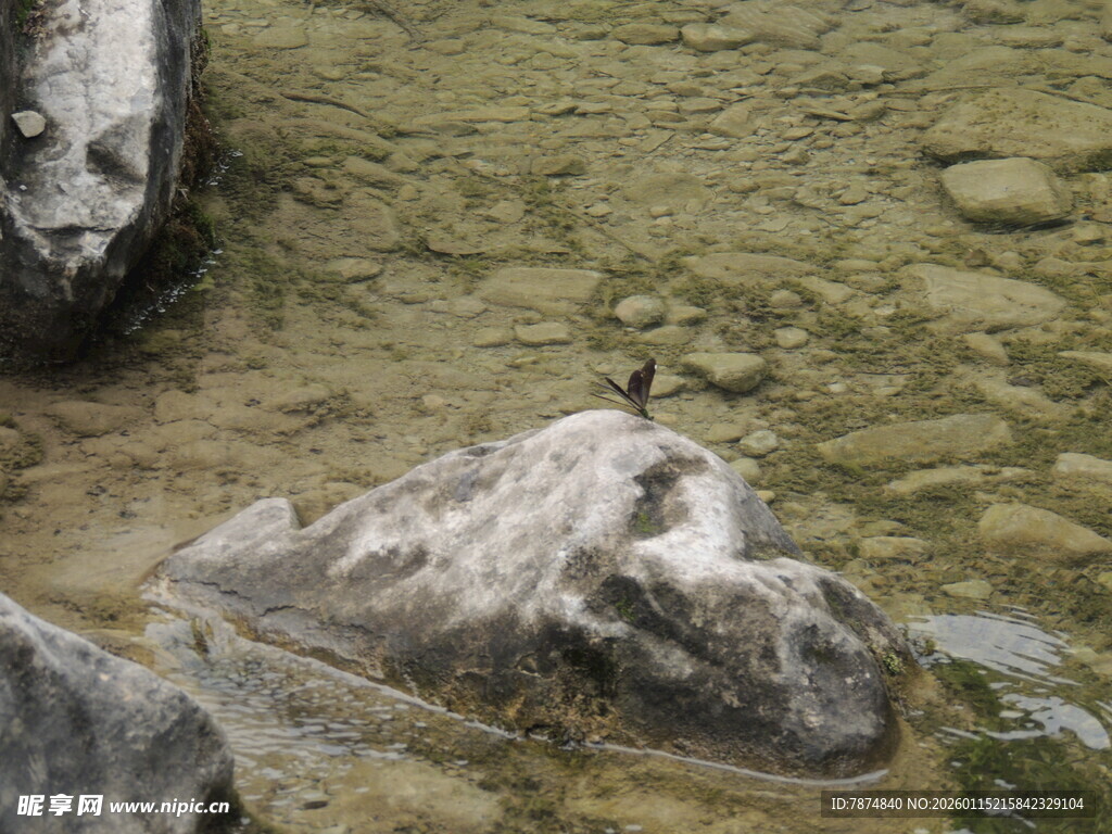 溪边岩石上的小鸟