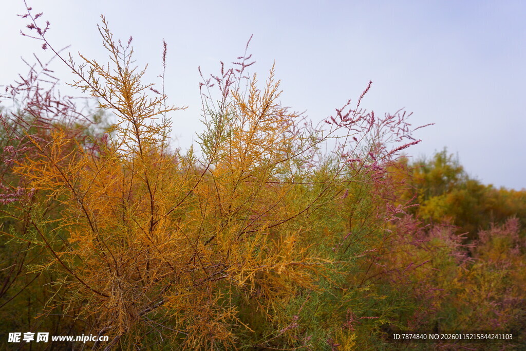 秋日绚烂草木景观