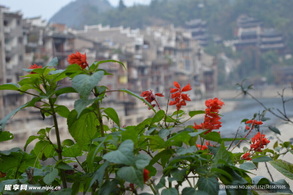 江边红花绿植与古朴建筑
