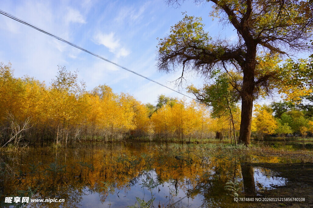 秋日胡杨林的静谧倒影