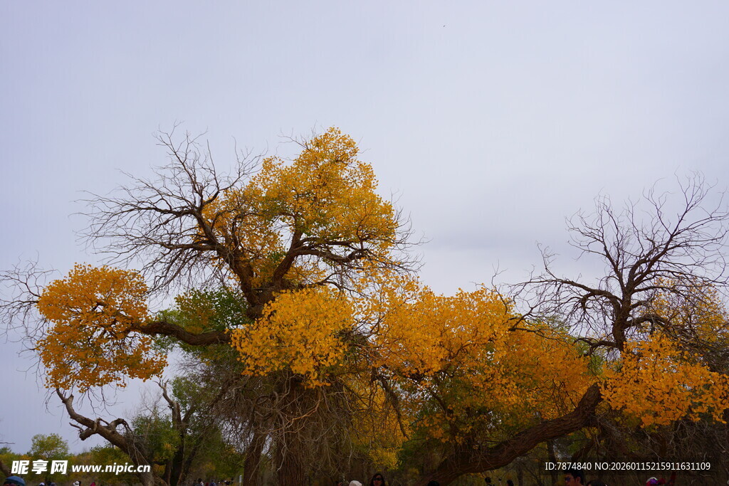 秋日胡杨 尽显孤傲之美