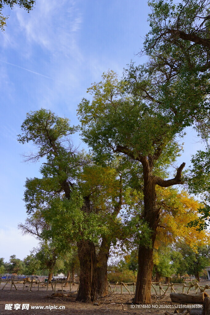 旷野中的葱郁树木