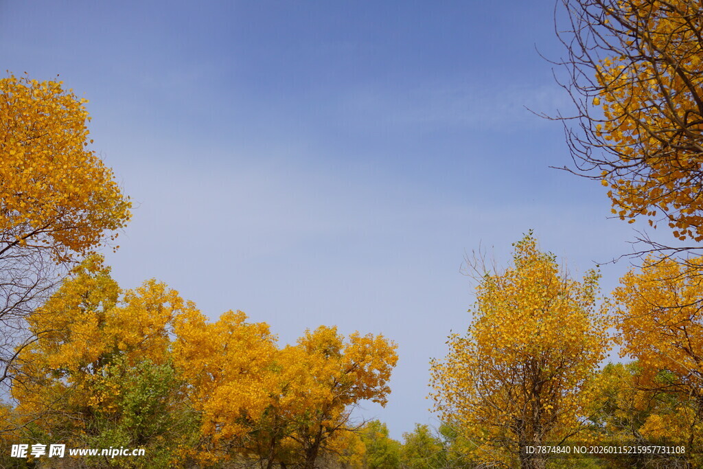 秋日金黄树林美景