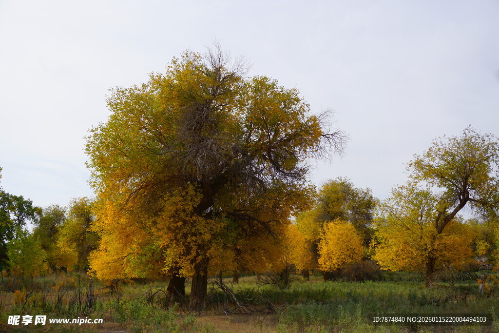 秋日金黄树林美景