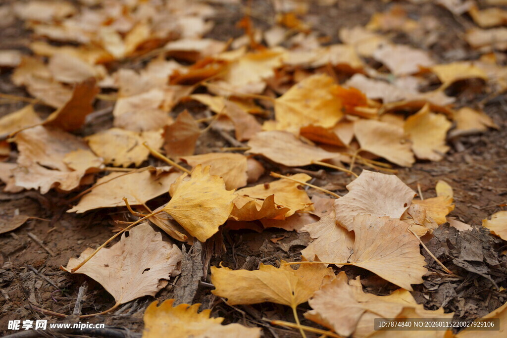 秋日落叶铺就的地面美景