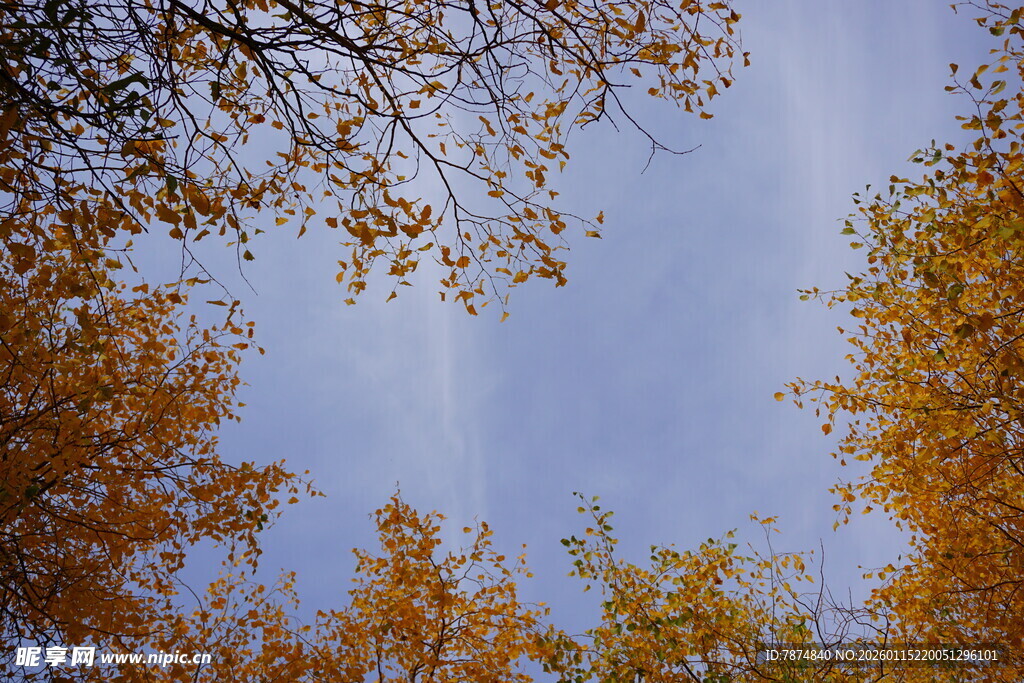 秋日树梢与蓝天美景
