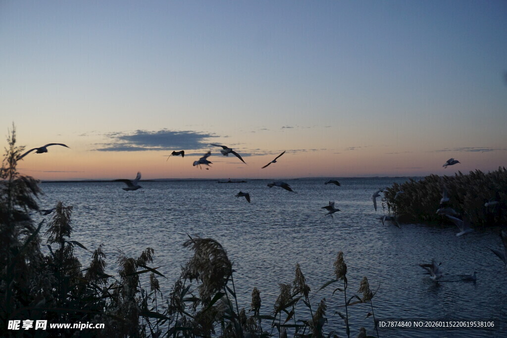 夕阳下飞鸟翔于水域间