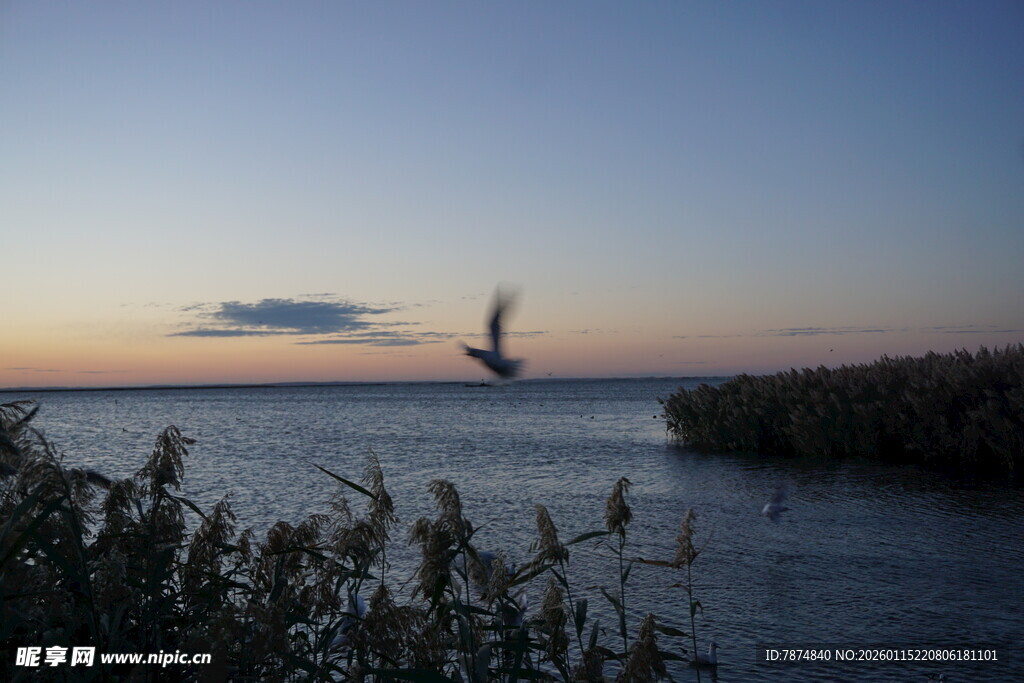 夕阳下飞鸟掠过宁静湖面