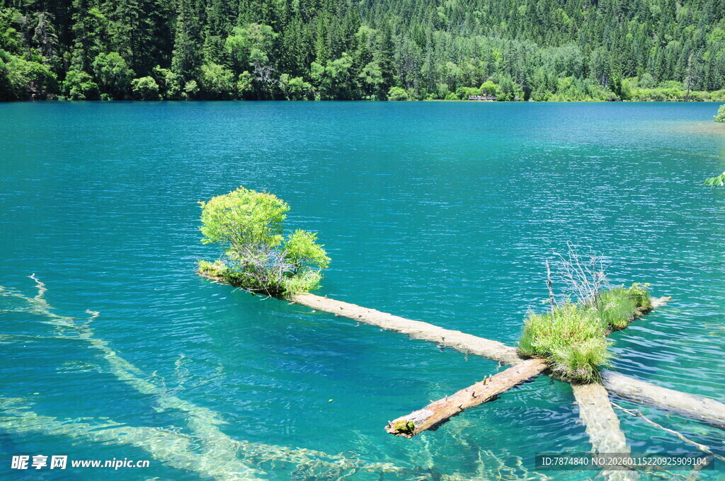 蓝湖孤木 自然静谧之景