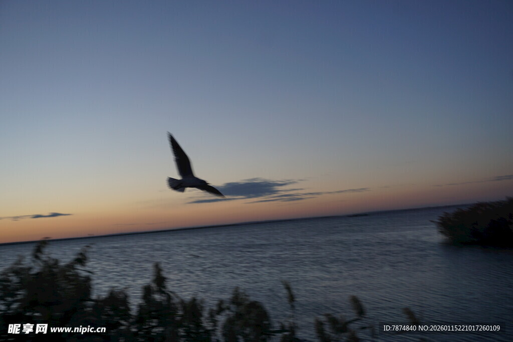 夕阳下飞鸟掠过平静水面