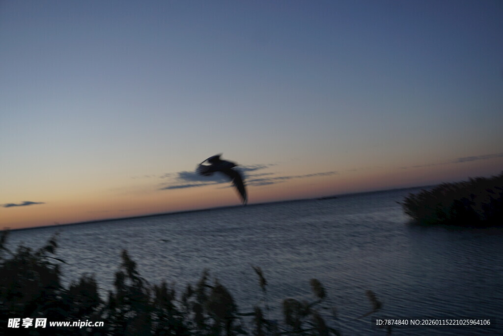 夕阳下飞鸟掠过平静海面