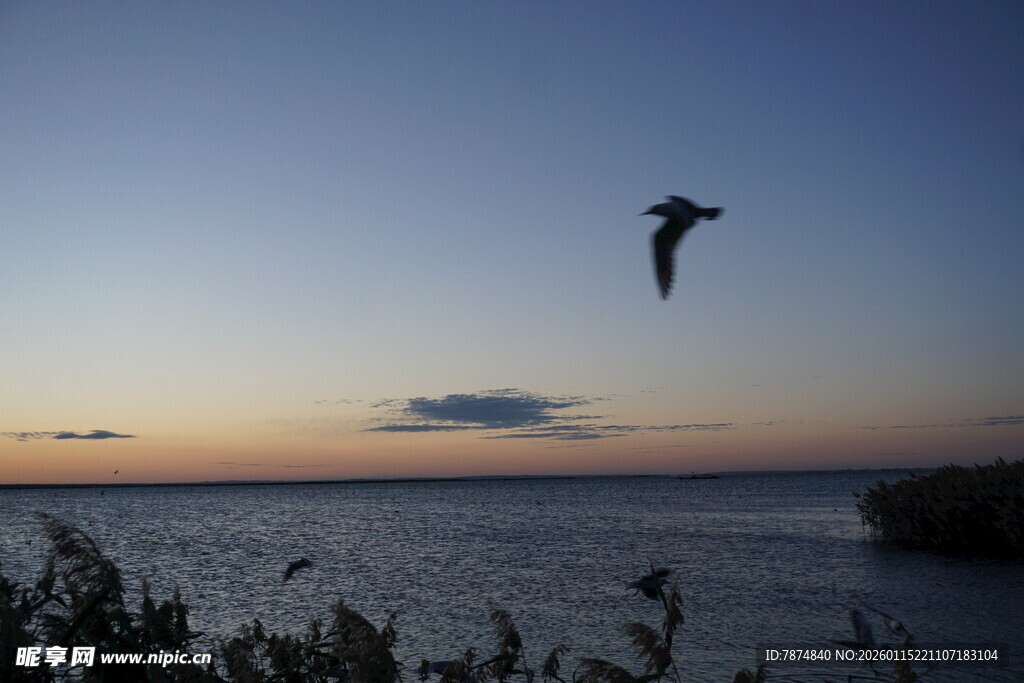夕阳下飞鸟掠过宁静水面