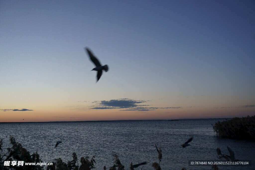 夕阳下飞鸟掠过宁静湖面